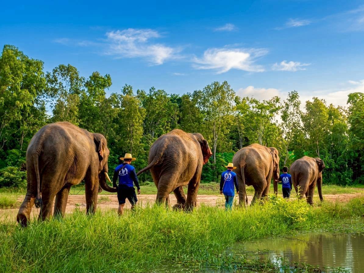 Elephants walking with their mahouts through the sanctuary meadow