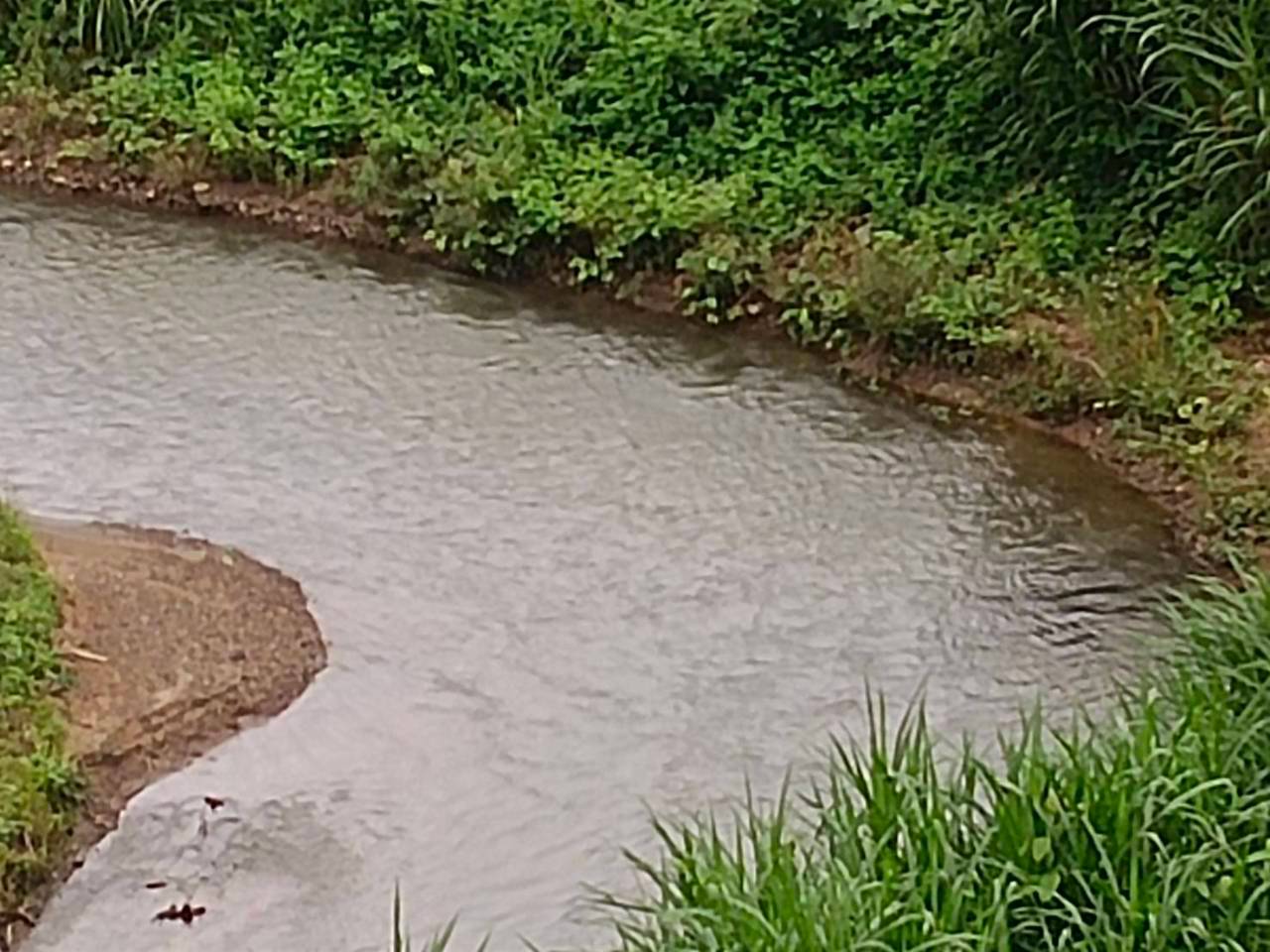 Calm bend of the Samoeng River lined with jungle grass